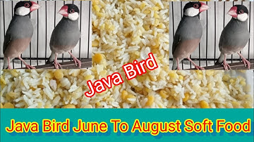 Java Sparrow Summer Soft Food l Grey Java l Silver Java l Fawn Java l Albino Java