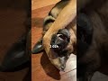 ¿Por qué desapareció Rex, el perro policía, de la televisión?#shorts #hollywood #curiosidades
