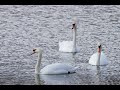 Лебеди на озере весной.  Видео лебеди. Лебеди кормятся на озере.