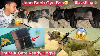 Dog Kennel K Gate Lag Gye🐶Ab Bhura Aayega🔥|| BlackKing Ab Kasa Hai😢Or Kya Hogya Tha Achanak😰