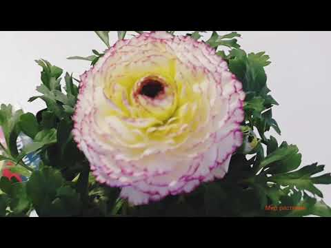 Лютик садовый. Ранункулюс в вашем саду. Ranunculus.Нежный цветок, посадочный материал.