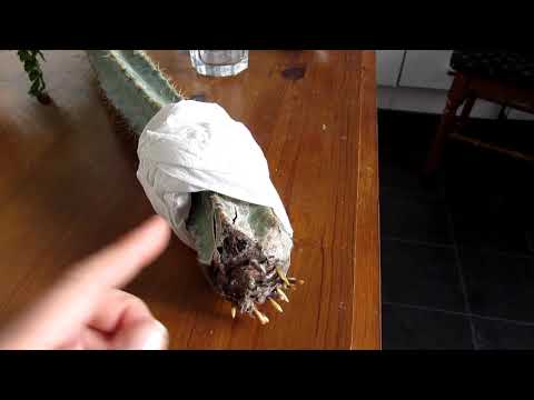 How To Root Cereus Cactus Cuttings With No Soil Or Water