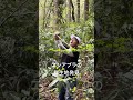 今年の山菜取りは、暖かさのせいで例年より2週間ほど早いです。