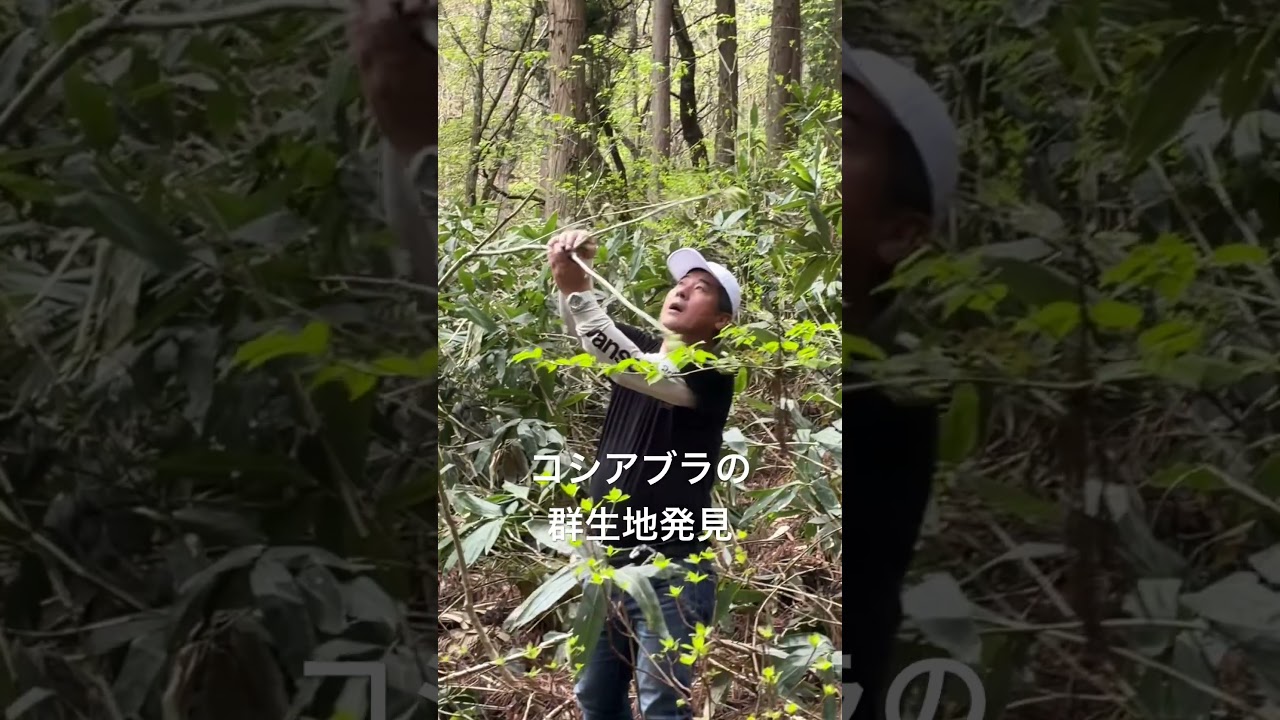 今年の山菜取りは、暖かさのせいで例年より2週間ほど早いです。