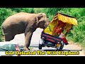 God defeated the wild elephant  elephant attack on a cab carrying an idol of god