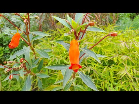 Video: Loại bỏ hoa Gloxinia đã qua - Mẹo để chết cây Gloxinia