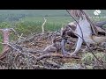 Dorcha's dulcet tones ring out summoning a second fish from Louis the Loch Arkaig Osprey 17 Jun 2026