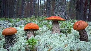 видео: Сказочная КАРЕЛИЯ 2021! Подосиновики и Подберезовики ВСКРУЖИЛИ нам голову! Белые грибы БОРОВИКИ картинка: Сказочная КАРЕЛИЯ 2021! Подосиновики и Подберезовики ВСКРУЖИЛИ нам голову! Белые грибы БОРОВИКИ