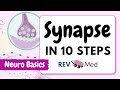 Synaptic Transmission The Synapse 10 Easy Steps Neuro