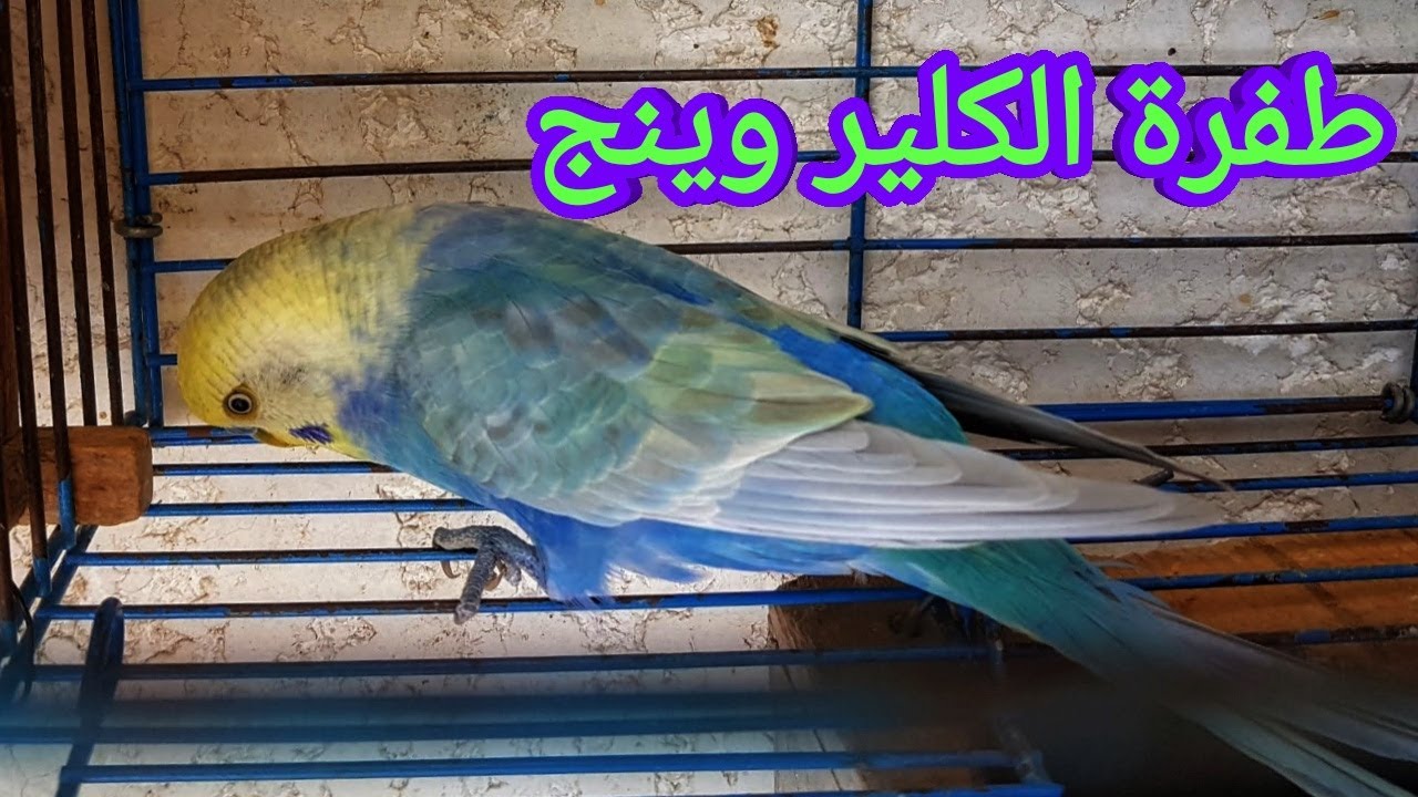 طفرة الكلير وينج