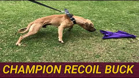 Ridwaan's (BRK) Champion Recoil Buck