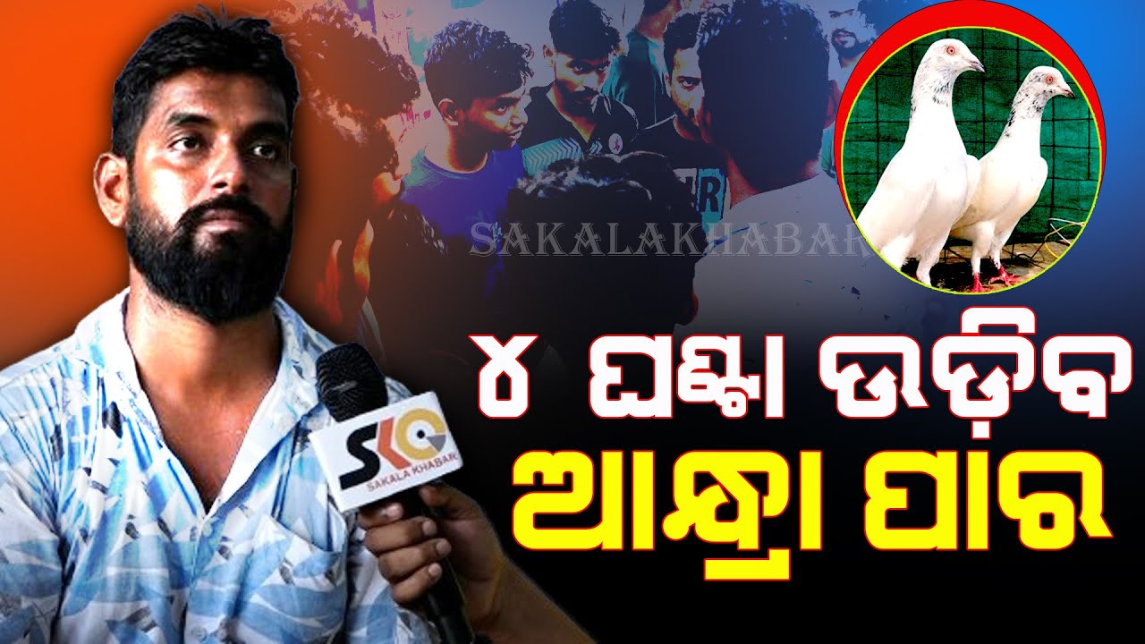 ମୋର ଦୁଇ ଘଣ୍ଟା ଭିତରେ ସବୁ ପାରା ସରି ଯାଆନ୍ତି  || Ramji pigeon shop || High Flying pigeon ||