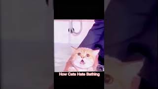 Cats hate bath #cats #cat