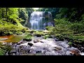 Natural Forest Atmosphere – Water Stream &amp; Birds for Peaceful Sleep
