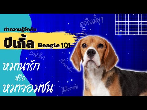 วีดีโอ: ทั้งหมดเกี่ยวกับ Beagles และสัมผัสแห่งกลิ่นอันเหลือเชื่อ