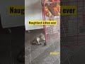 Naughtiest kitten ever😼🫶🏻 |VIPets. #catvideo #funnycatvideos