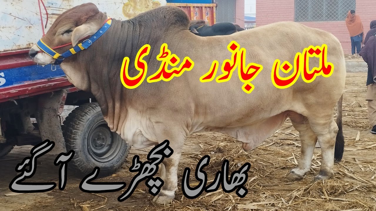 💥 Multan Cow Mandi Ka Sab Se Bhari Bachra | Qurbani Lovers Must Watch
