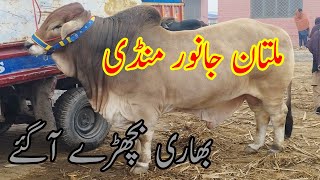 Multan Cow Mandi Ka Sab Se Bhari Bachra Qurbani Lovers Must Watch