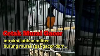 Begini Intruksi Pelatihan Militer Burung Murai Gacor Dorr..