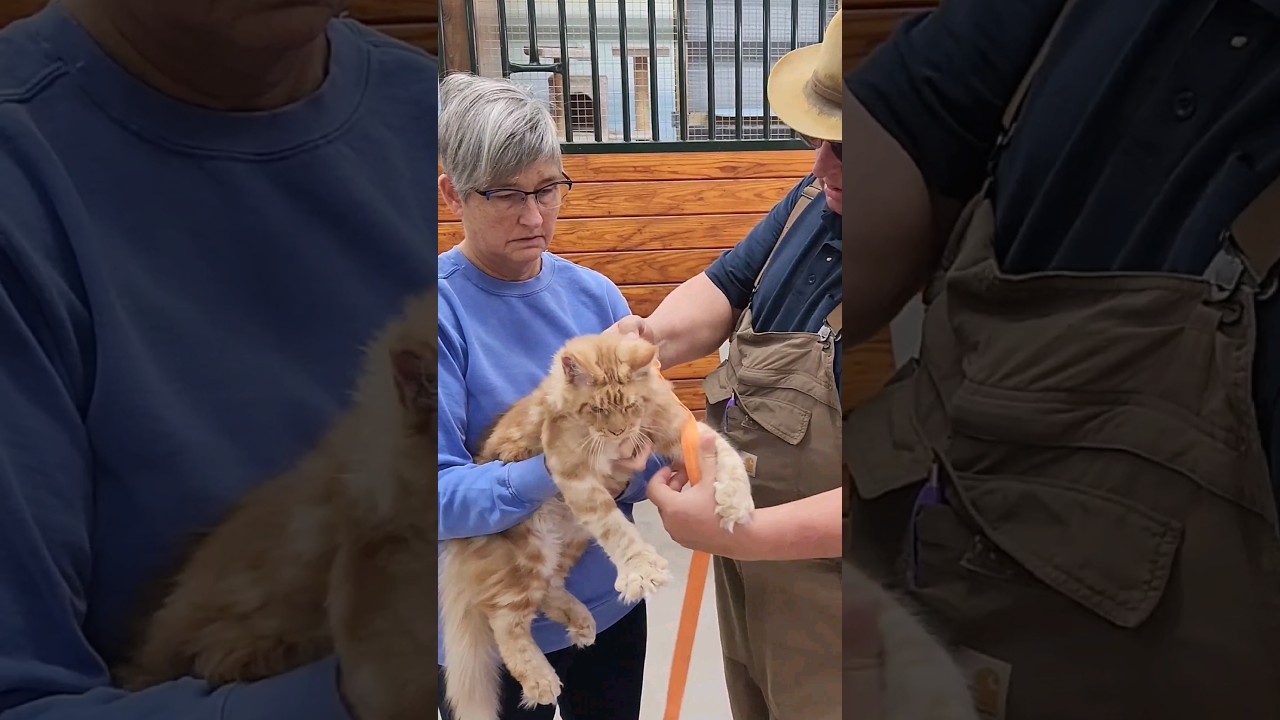 Простая шлейка для кошек своими руками, которая не позволит им сбежать @WHPKathysKattery 