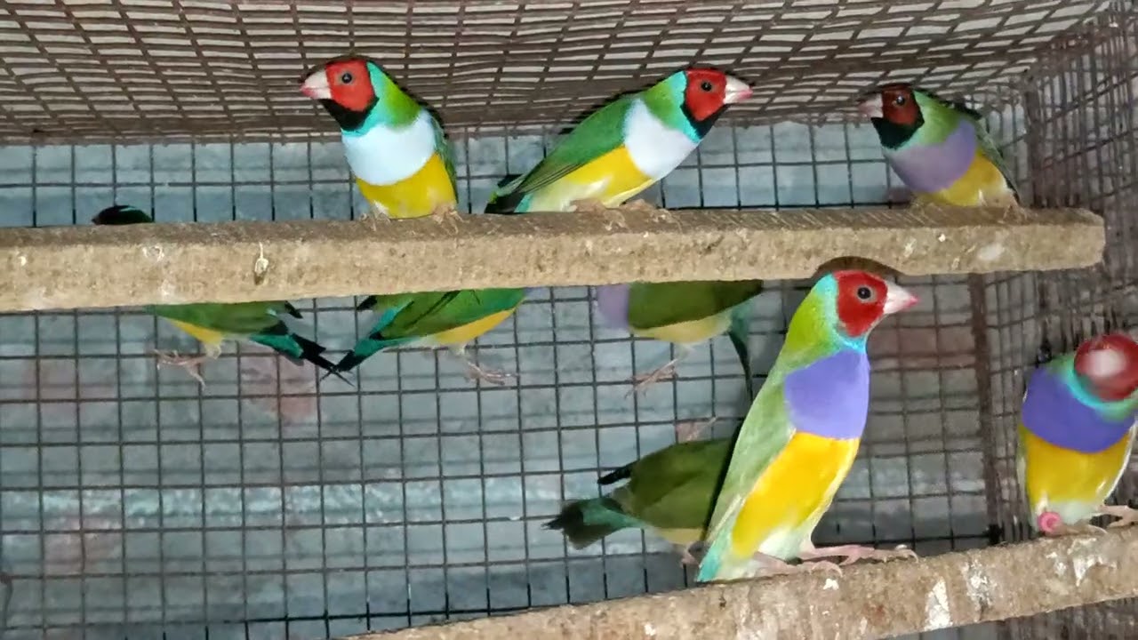 Sell sell sell Running #Goldian Finches Sell Call 9046250700