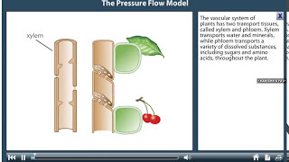 The Pressure Flow Model | Animation With Notes #PhDWallahGamer