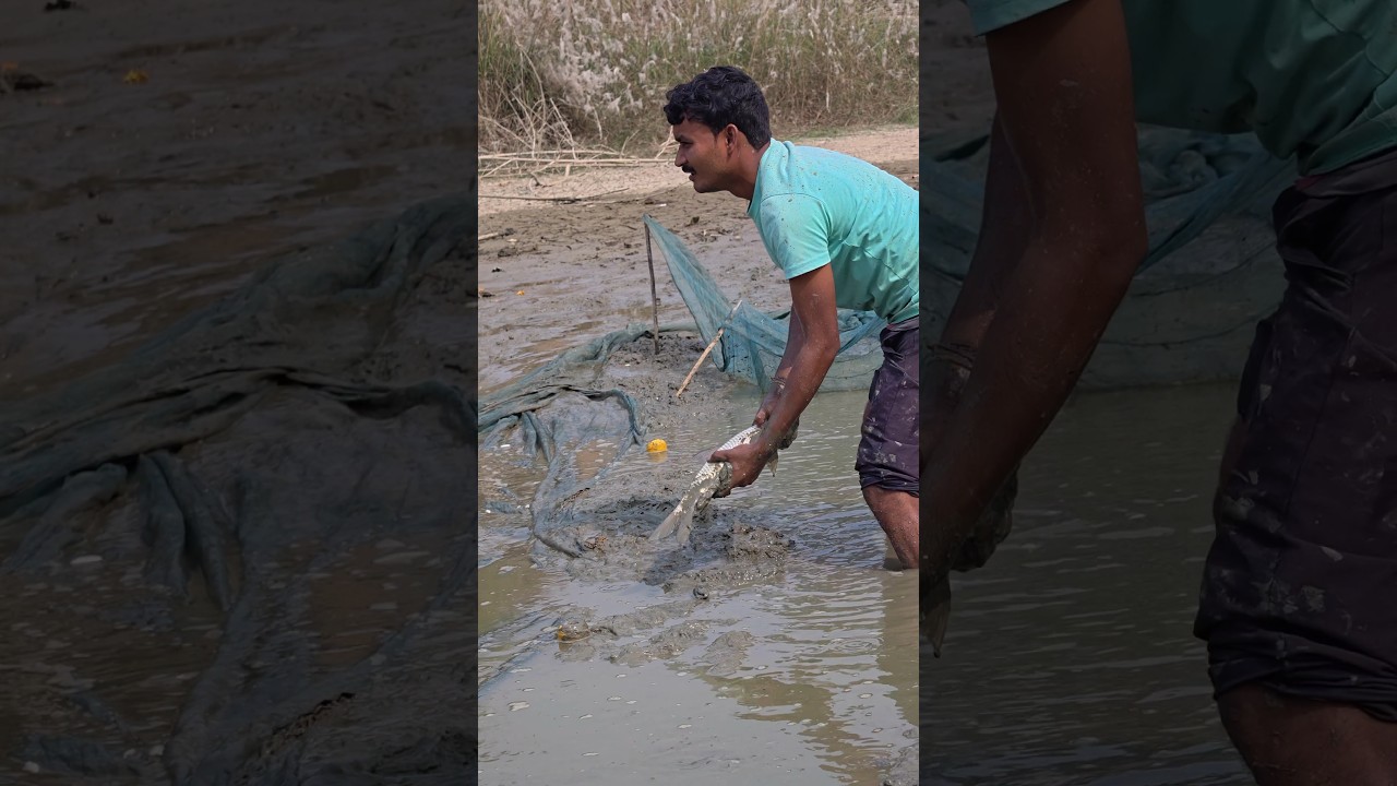 Pond Water Fish Catching Video 