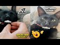 LUCU BANGET.!😂 Si Kucing Lagi Nyenyak Tidur, Malah Dikerjain Sama Majikannya ~ Video Kucing Lucu