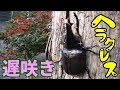 【クワガタ カブトムシ生活】 ヘラクレスも起きた【stag beetle】