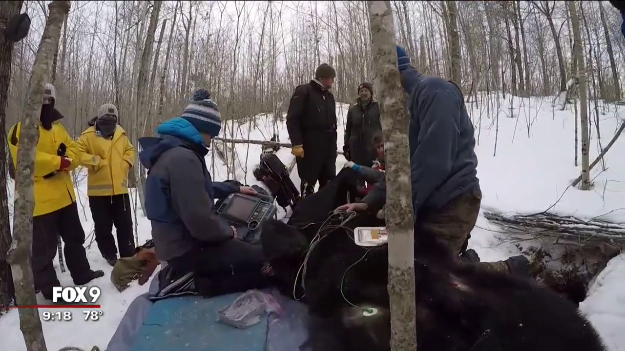 minnesota news shooting BEAR WEEK: Researchers look to hibernating bears for advancements in human medicine