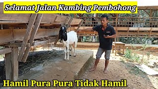 Kambing Hamil Kayak Tidak Hamilpemula Akan Tertipu