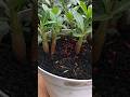 Seeing Adenium Growth From Fertile Seeds...👌