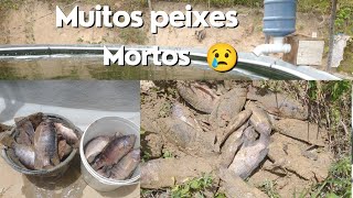 Morreram Alguns Peixes do Sistema 😔