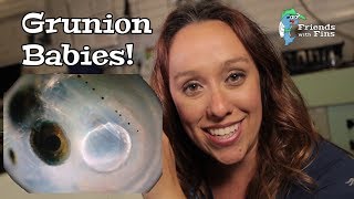 What is a Grunion?- California Grunion Run- Friends with Fins