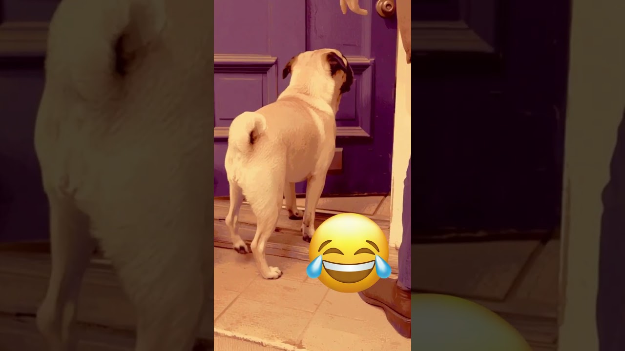 “Pug Talks Back! 😂 Hilarious Pug Inner Thoughts |