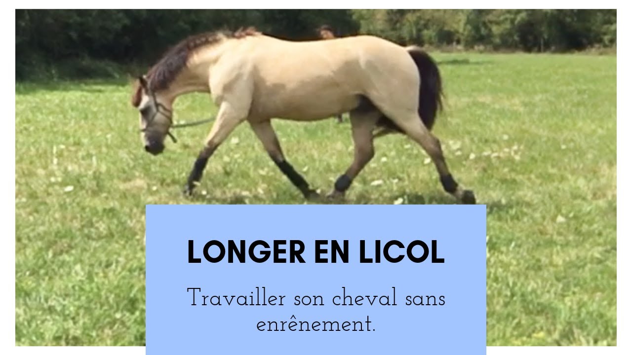 Comment Dit On Cheval En Anglais