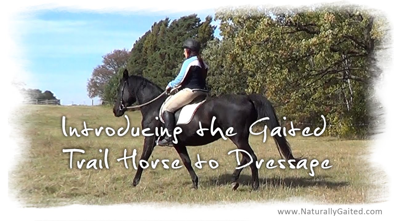 Introducing the Gaited Trail Horse to Dressage YouTube