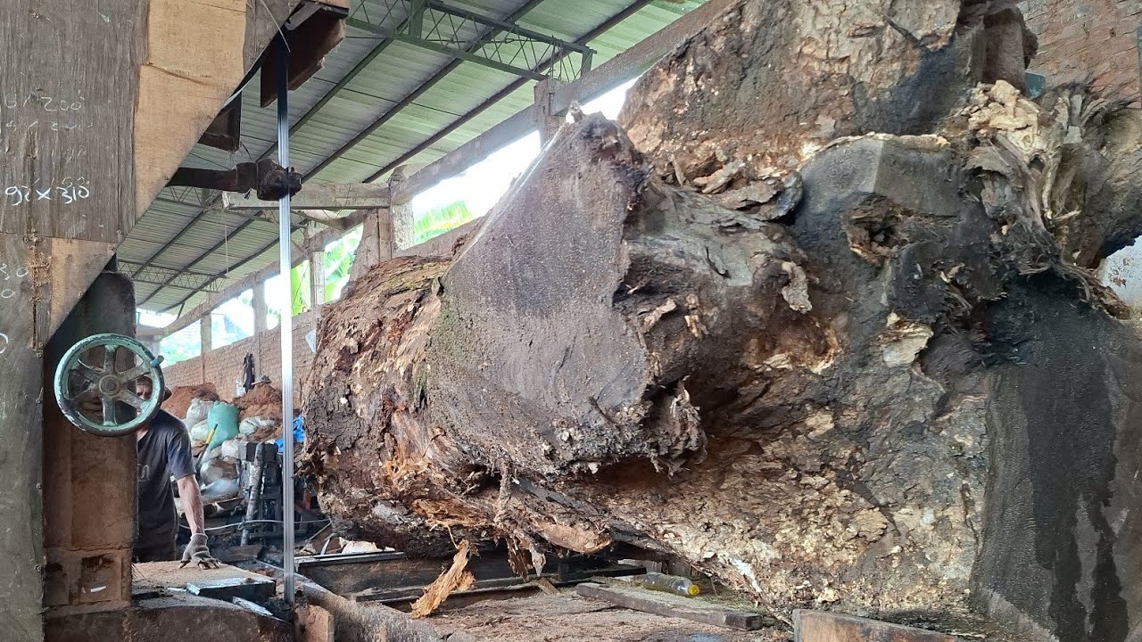 Hundreds of Years Old Logs in Sawmill Turned into Wood Slabs 