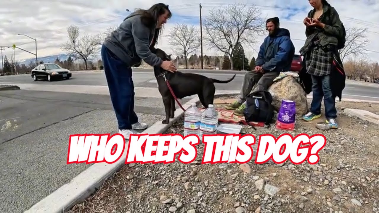 How We Found a Lost Dog and Changed Two Lives FOREVER! - YouTube