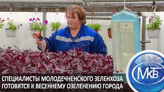 Специалисты Молодечненского Зеленхоза Готовятся К Весеннему Озеленению Города