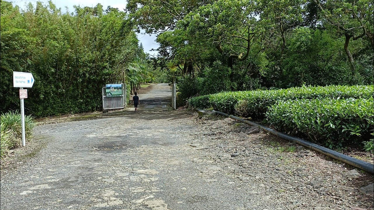 Mauritius Tea Garden and Le Bois Cheri Restaurant.