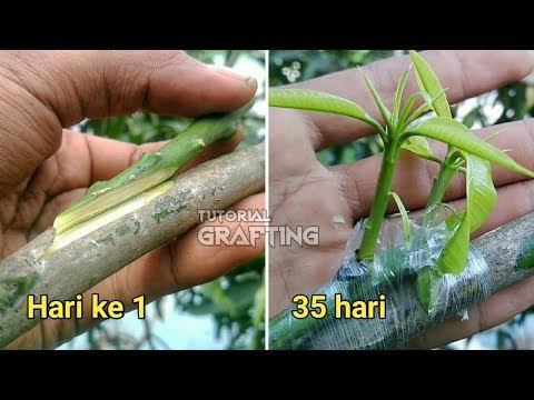 Video: Perbanyakan Pohon Mangga: Pelajari Tentang Penyambungan Pohon Mangga