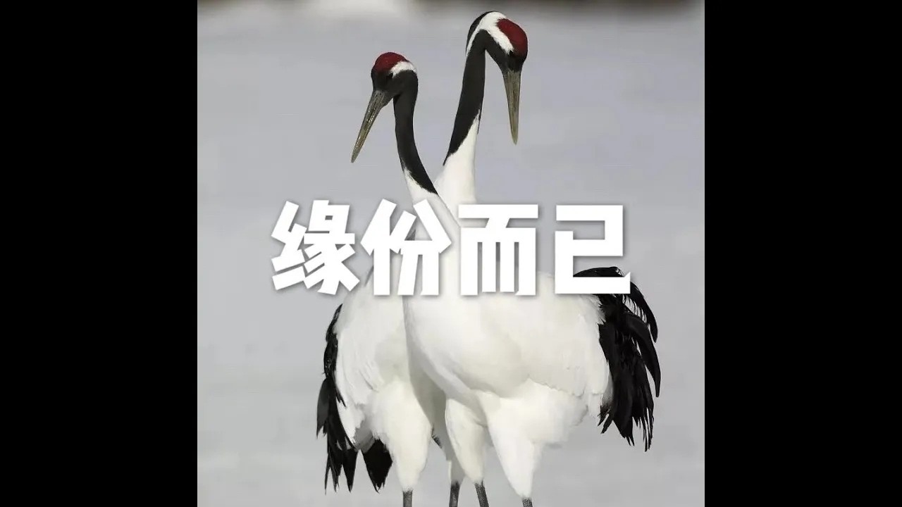 201801 缘份而已23118