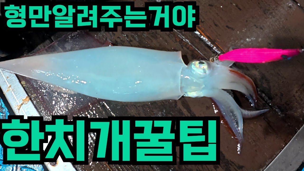 한치낚시 상위권 도약 진심100%만 담은 영상 (쉽게 알려주는 꿀팁들)