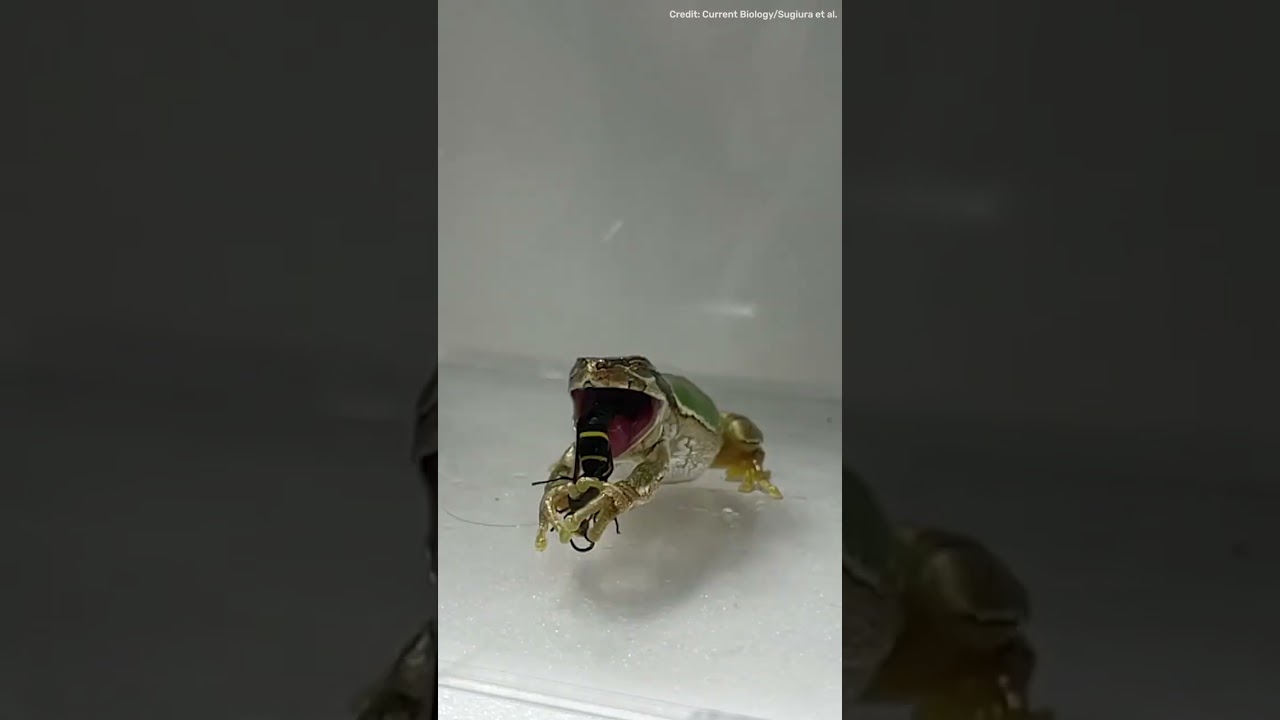 Wasp jabs predatory frog with its go-nads!