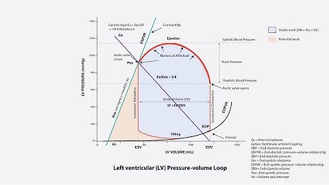 Understanding Arterial Elastance from the Left Ventricular Pressure-Volume Loop