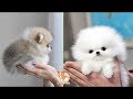 「絶対に笑う」あり得ないことをする犬★おもしろい犬のハプニング, 失敗画像集 #30