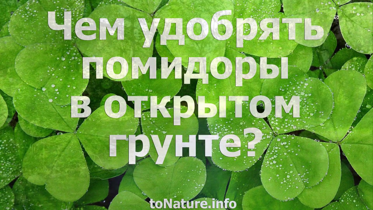 Чем удобрять калину