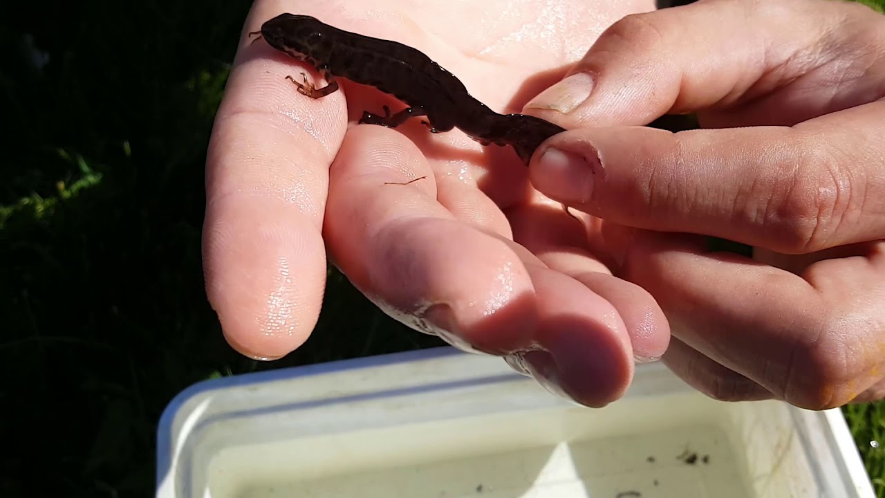 UD I NATUREN - med Patrick: SÆSON 2 - AFSNIT 3 Lille Vandsalamander fra Gram Slotsby