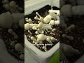 Inside A Legal Magic Mushroom Grow Operation тАЛтАЛЁЯНД Shorts Inside A Legal Magic Mushroom Grow Operation тАЛтАЛЁЯНД Shorts